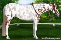 Horse Color:Chestnut Near Leopard 