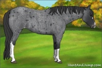 Horse Color:Blue Roan Appaloosa 