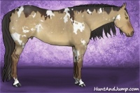 Horse Color:White Spotted Liver Red Dun Rabicano 