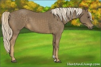 Horse Color:Chocolate Palomino 