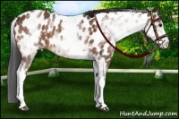 Horse Color:White Spotted Bay Appaloosa
