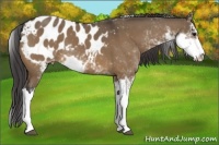 Horse Color:Brown Dun Sabino Blanket