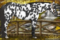 Horse Color:Liver Chestnut Appaloosa 