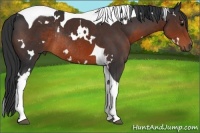 Horse Color:White Spotted Brown Tobiano Rabicano 