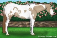 Horse Color:Classic Cream Champagne Sabino Tobiano Blanket Rabicano