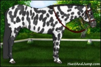 Horse Color:Black Near Leopard 