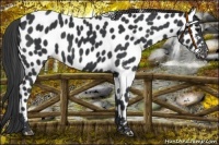 Horse Color:Black Leopard Rabicano 