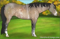 Horse Color:Buckskin Ice Sabino