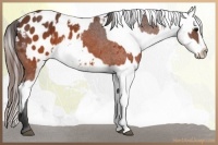 Horse Color:Brown Appaloosa  and Brown Appaloosa Rabicano 