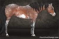 Horse Color:Brown Ice Frame