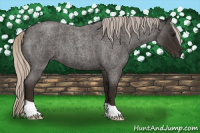 Horse Color:Gray Silver Blue Roan 