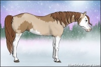 Horse Color:Red Dun Splash  and Red Dun Splash 