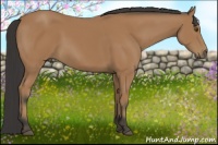 Horse Color:Buckskin 