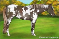 Horse Color:White Spotted Liver Chestnut Varnish 
