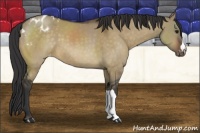 Horse Color:Brown Dun Appaloosa 