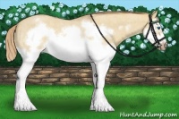 Horse Color:Red Dun Roan Splash Frame Rabicano 