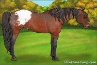 Horse Color:Brown Appaloosa 
