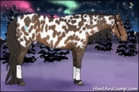 Horse Color:Liver Chestnut Appaloosa 