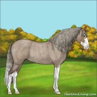 Horse Color:Liver Red Dun Roan Splash Rabicano 