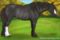 Horse Color:Liver Chestnut Rabicano 