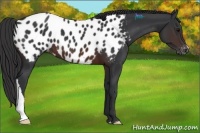 Horse Color:Brown Appaloosa
