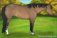 Horse Color:Bay Dun Sabino 
