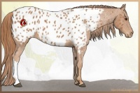 Horse Color:Chestnut Near Leopard 