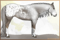 Horse Color:Gray Chestnut Appaloosa 