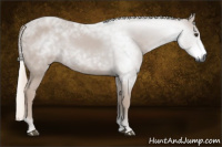 Horse Color:Gray Chestnut 