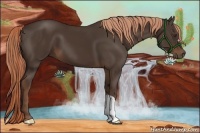 Horse Color:Liver Chestnut 