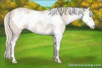 Horse Color:Smoky Creme Sabino and Smoky Creme Sabino Frame