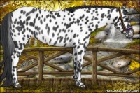 Horse Color:Black Appaloosa Rabicano 