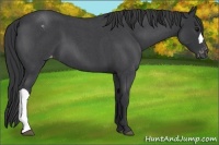 Horse Color:Blue Roan Varnish 