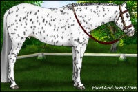 Horse Color:Black Appaloosa