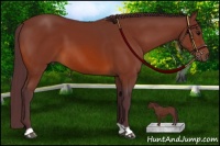Horse Color:Chocolate Bay 