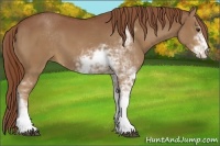 Horse Color:Chestnut Sabino 