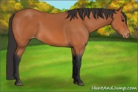 Horse Color:Bay Appaloosa 