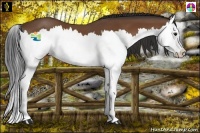 Horse Color:Bay Splash 