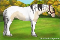Horse Color:Sable Champagne Roan Dun Tobiano 