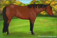 Horse Color:Gray Bay 