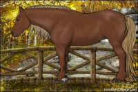 Horse Color:Gray Chestnut 