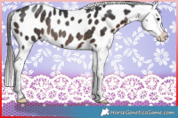 Horse Color:Brown Near Leopard Rabicano 