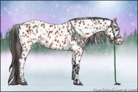Horse Color:Brown Appaloosa  and Brown Appaloosa 