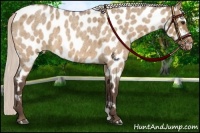 Horse Color:Silver Brown Roan Dun Near Leopard 