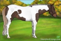 Horse Color:Liver Chestnut Tobiano 