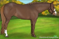 Horse Color:Liver Chestnut 