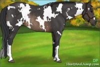 Horse Color:White Spotted Buckskin Rabicano