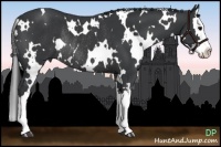 Horse Color:White Spotted Black Splash Rabicano