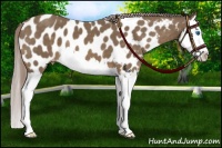 Horse Color:Chocolate Palomino Splash Near Leopard