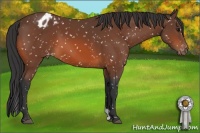 Horse Color:Bay Snowflake Varnish